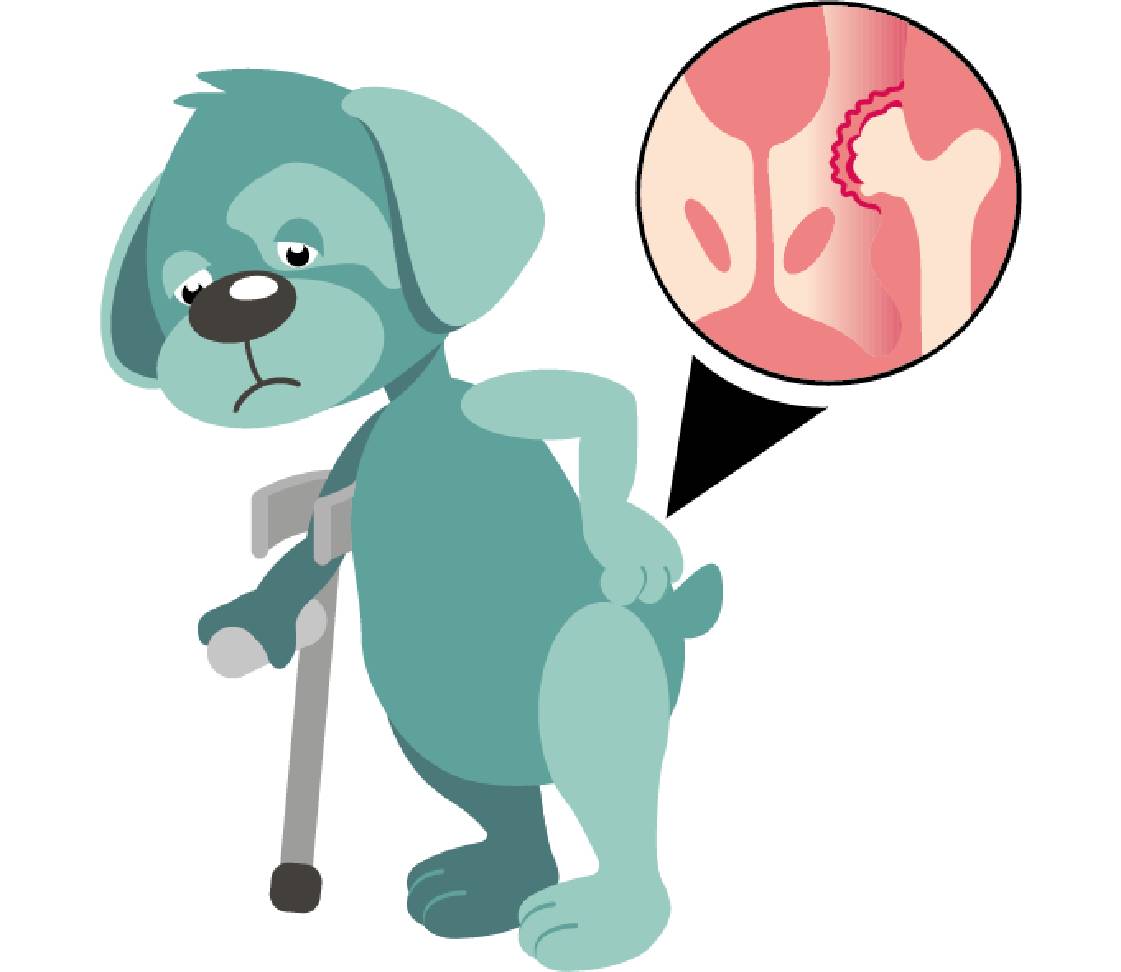 Hund Oskar mit Hüftgelenksdysplasie