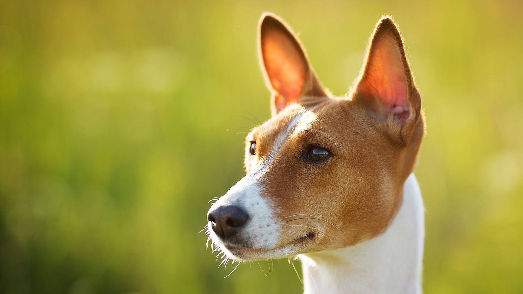 Ohren eines Hundes