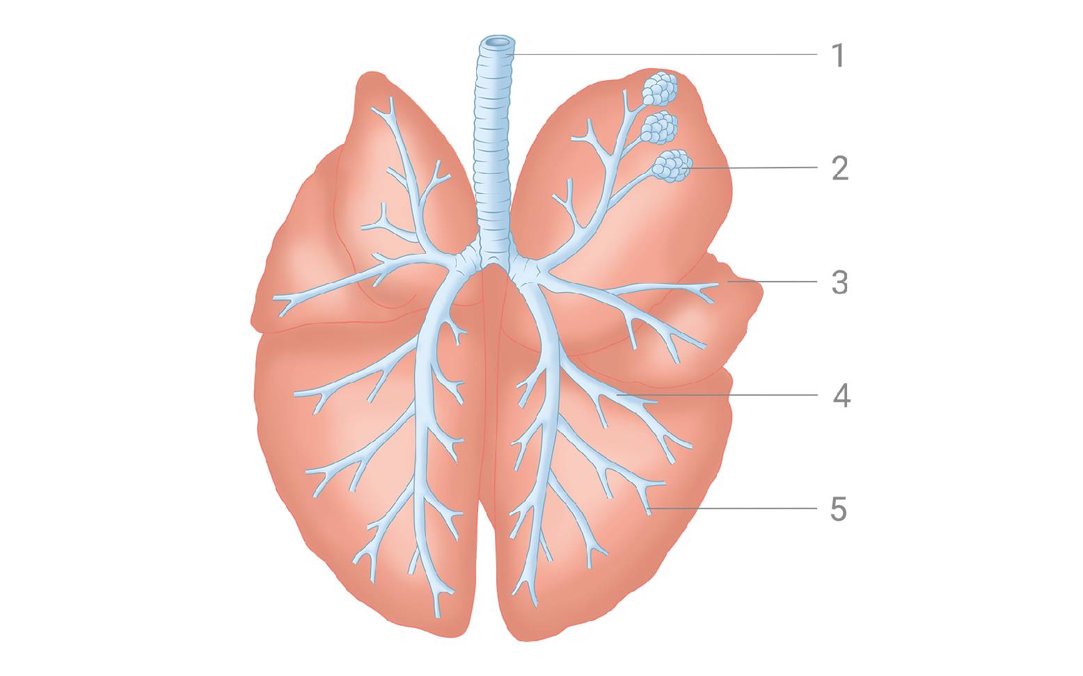 Diagram of a dog's lungs