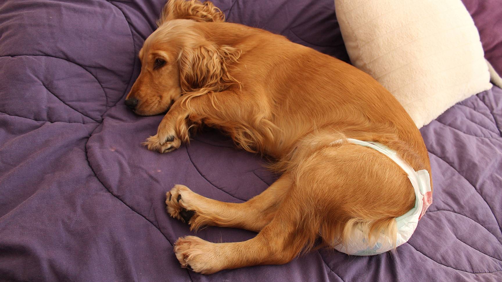Hund mit Windel