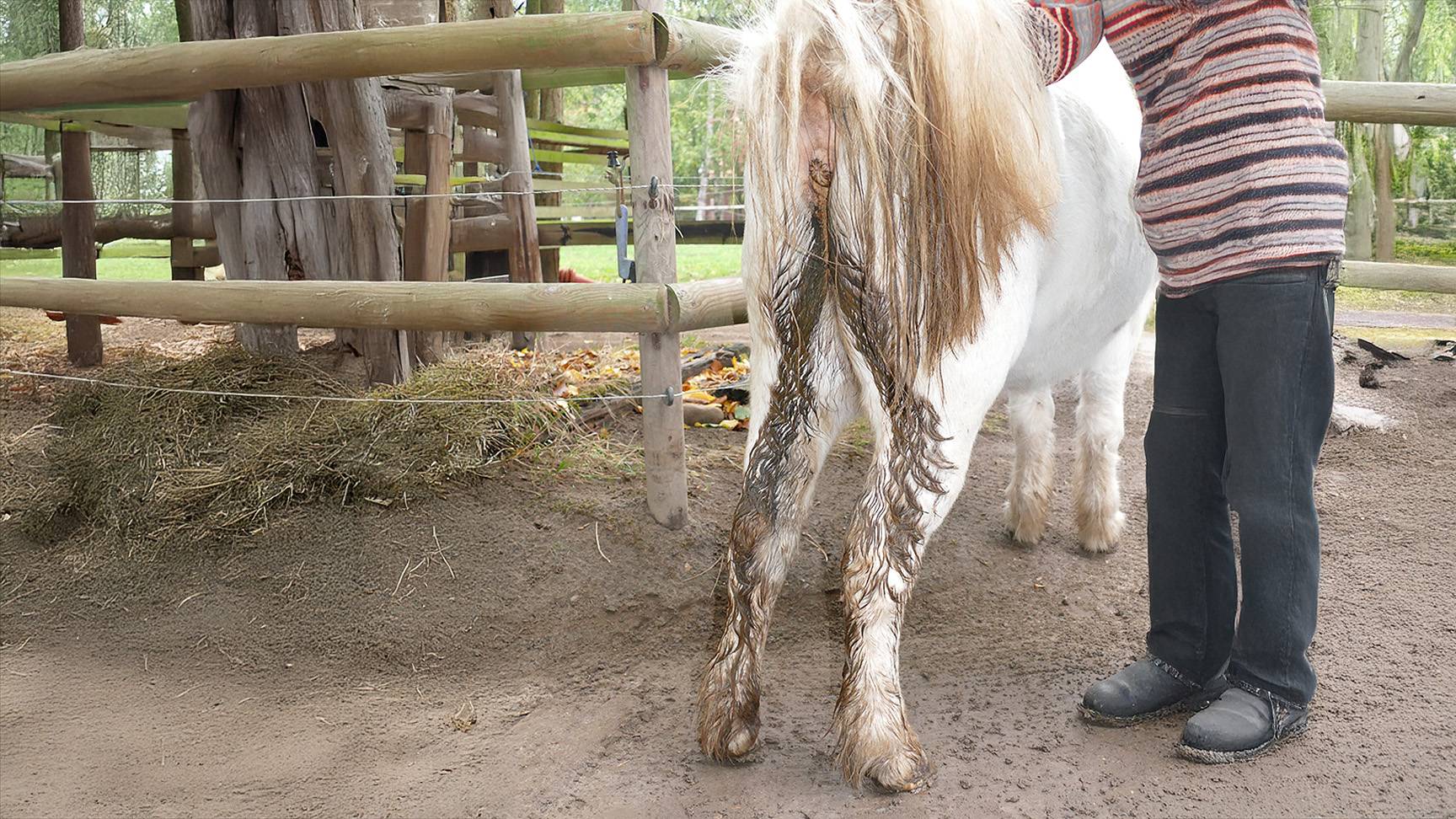 Mensch hält Schweif hoch von Pferd mit kotverschmutzten Hinterbeinen