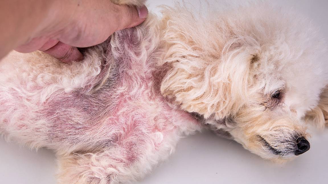 Pyoderma – how does a bacterial skin disease develop? - petsXL