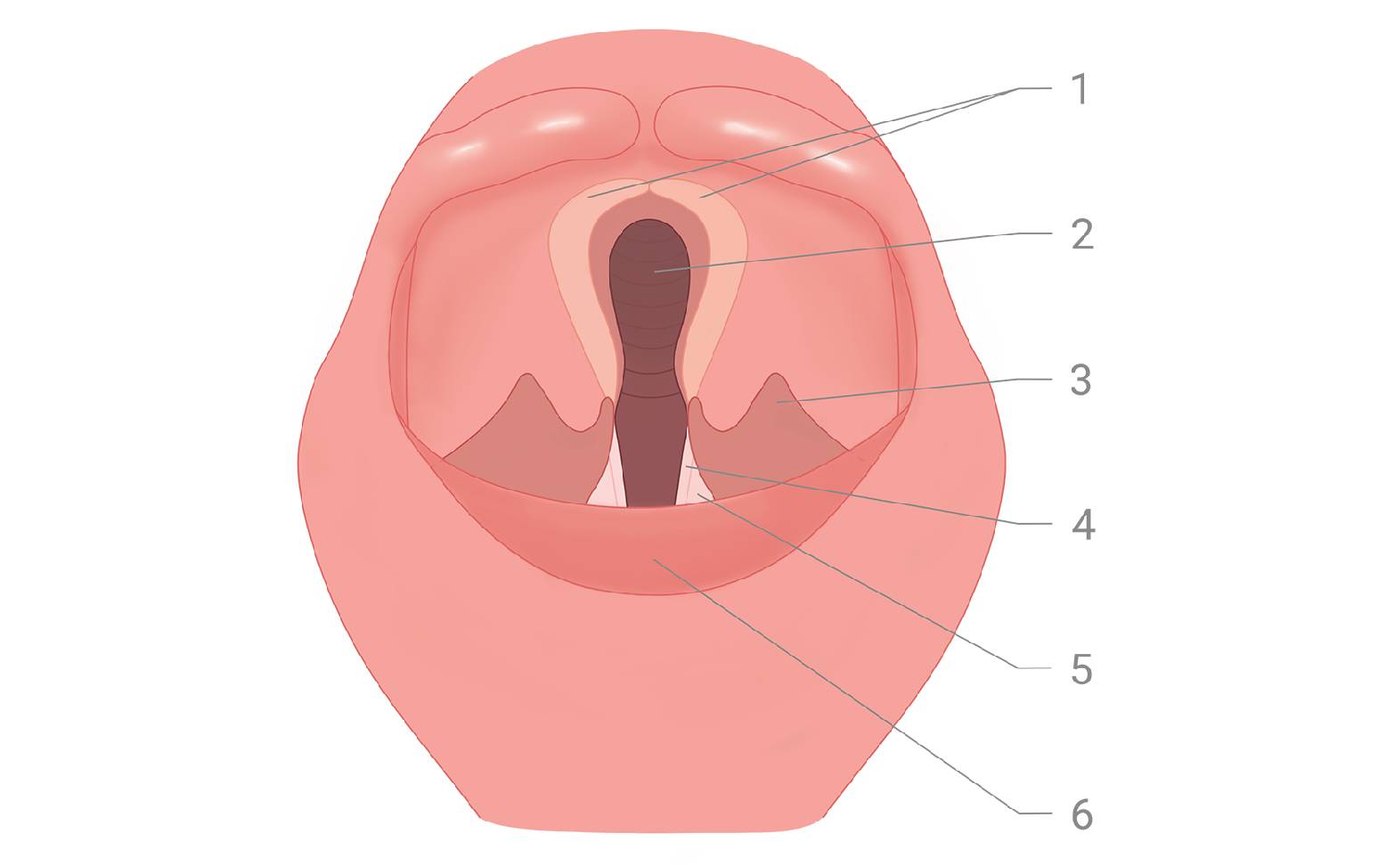 Diagram of the larynx in horses