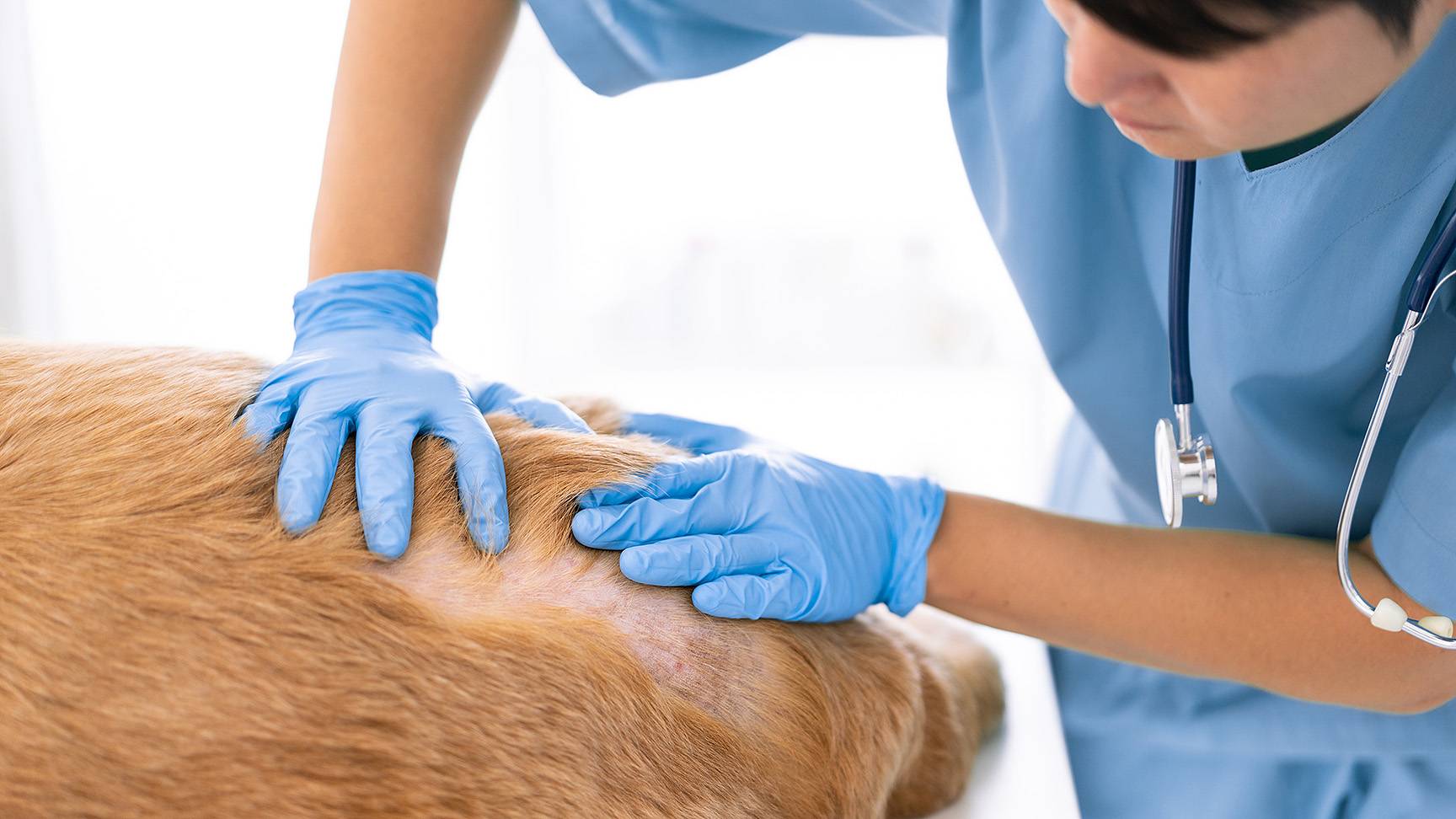 Dog with skin lesion at the vet