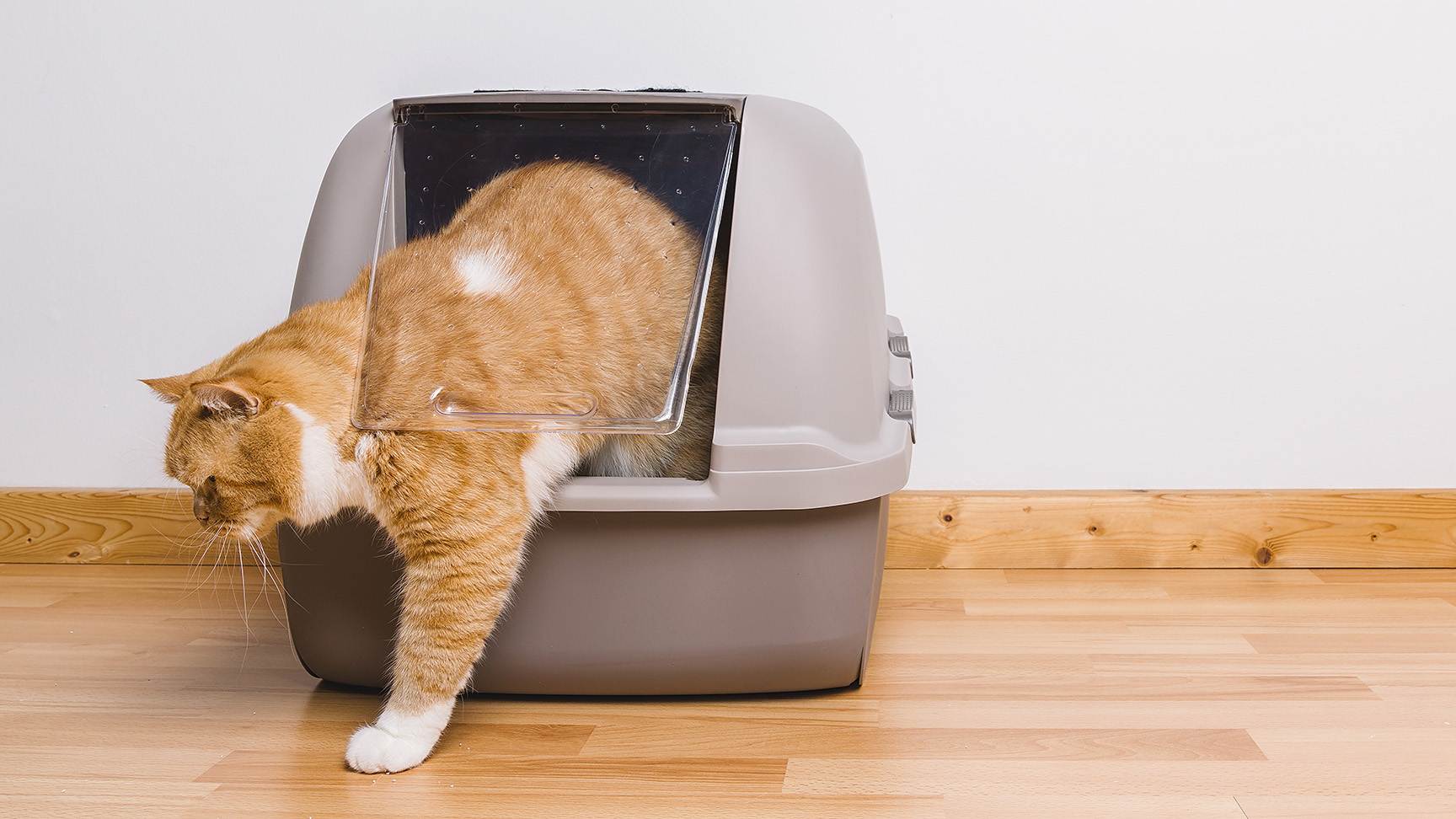 Katze in Katzentoilette