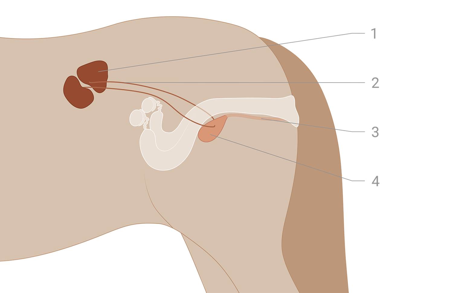 Diagram of the urinary organs of a horse