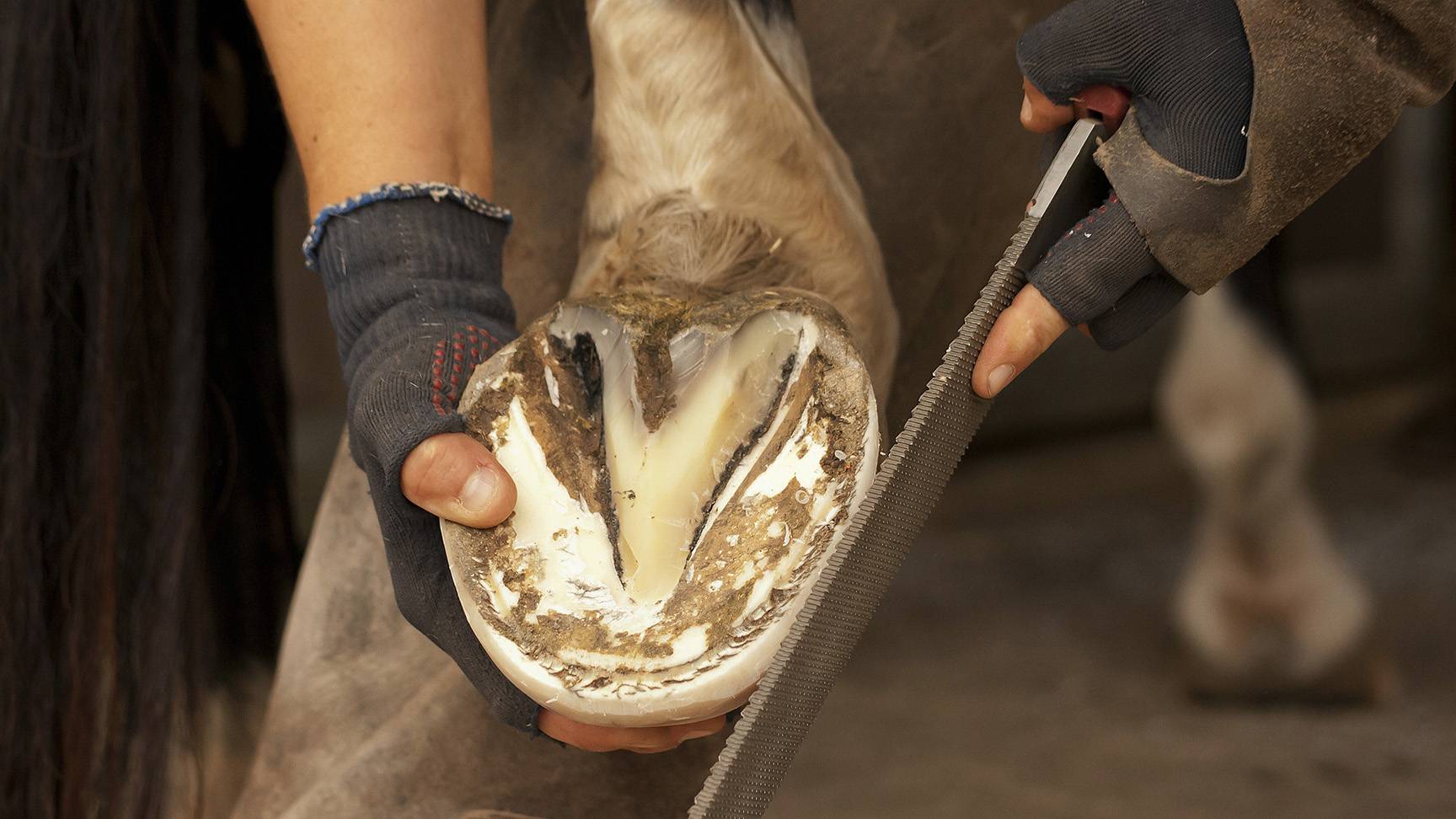 Hoof Care for Horses