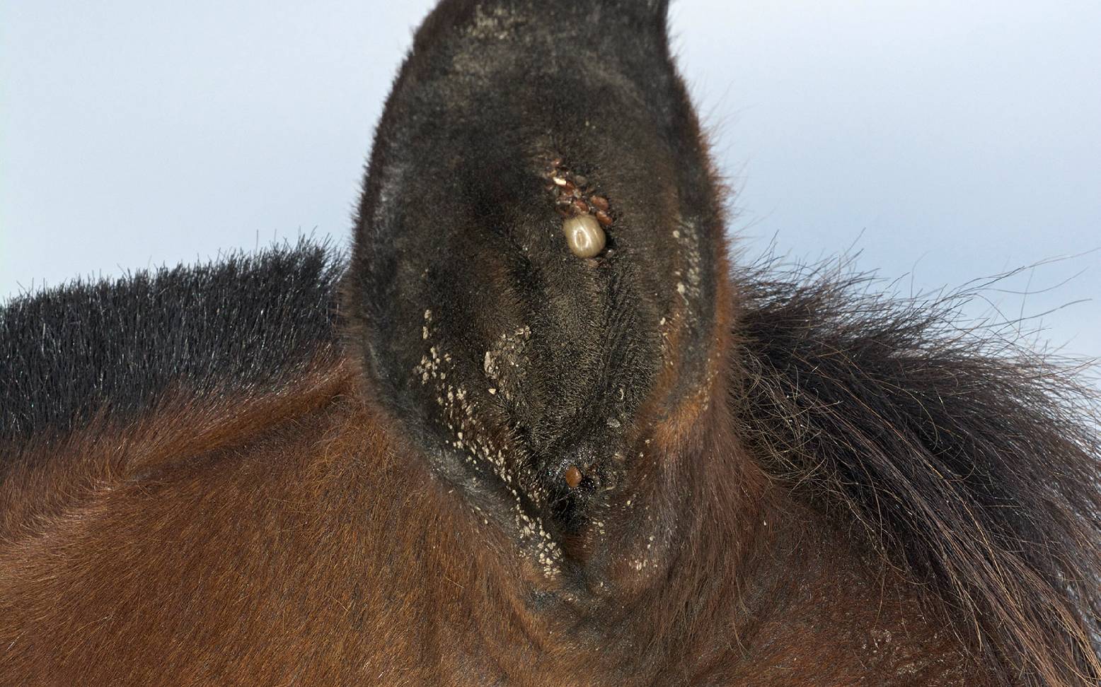 Horse ear with tick
