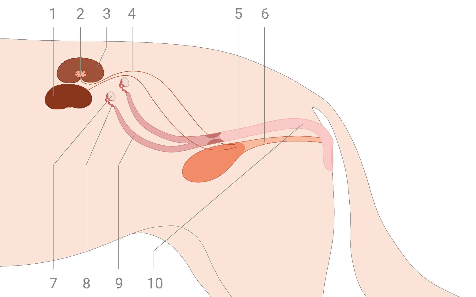 Diagram of the female dog’s urogenital system