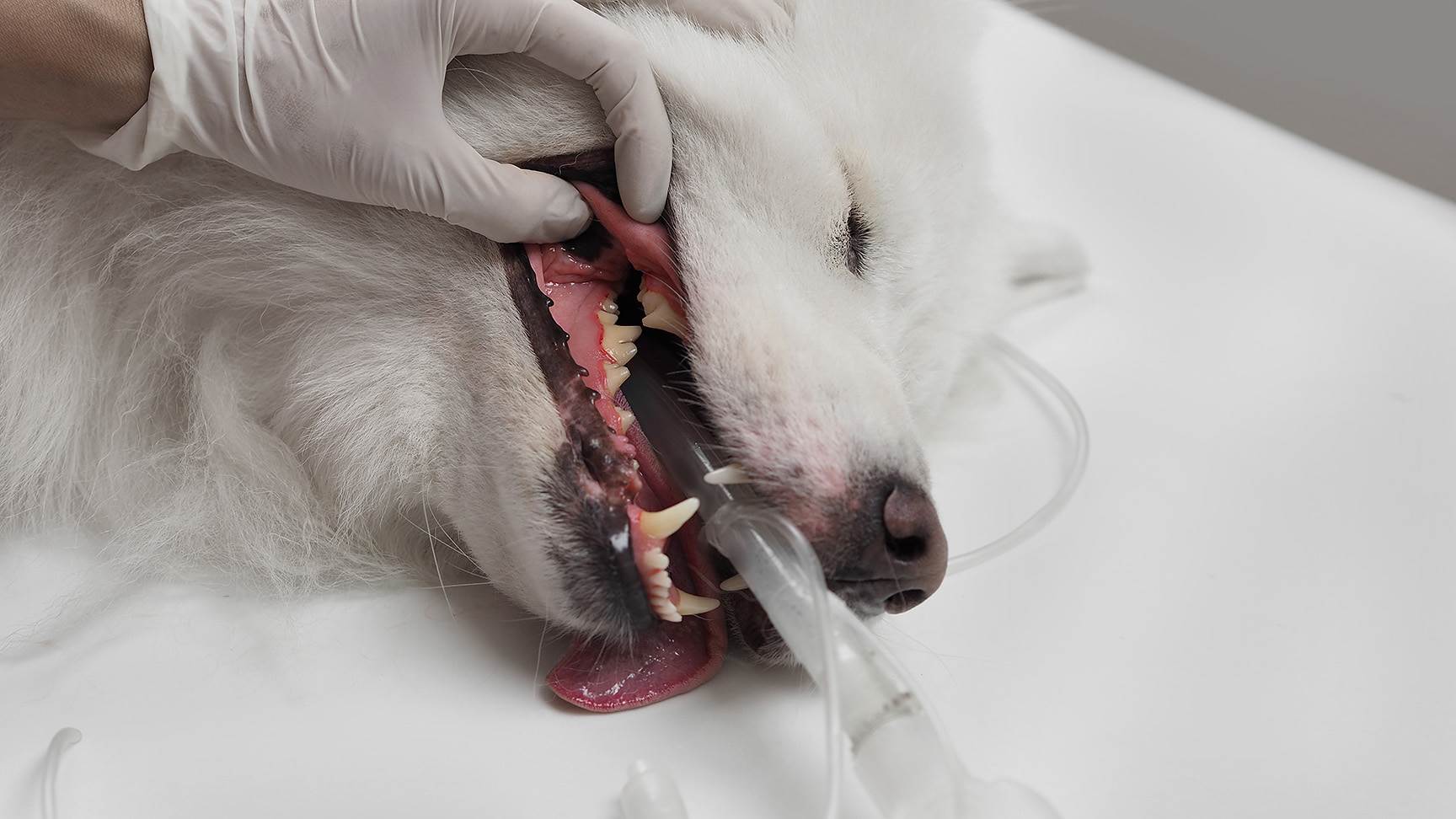 Narkotisierter Hund