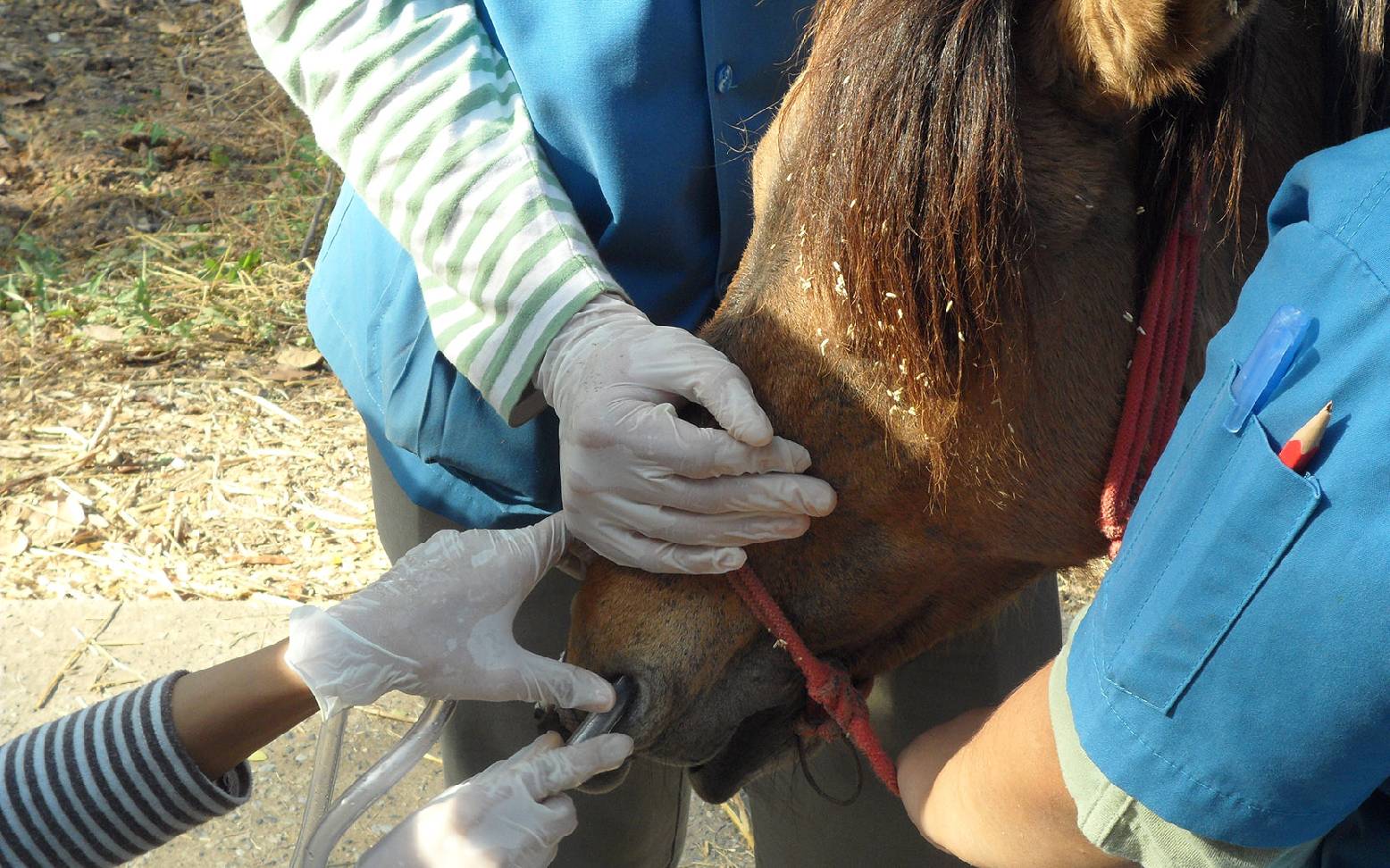 Nasogastric tube in a horse