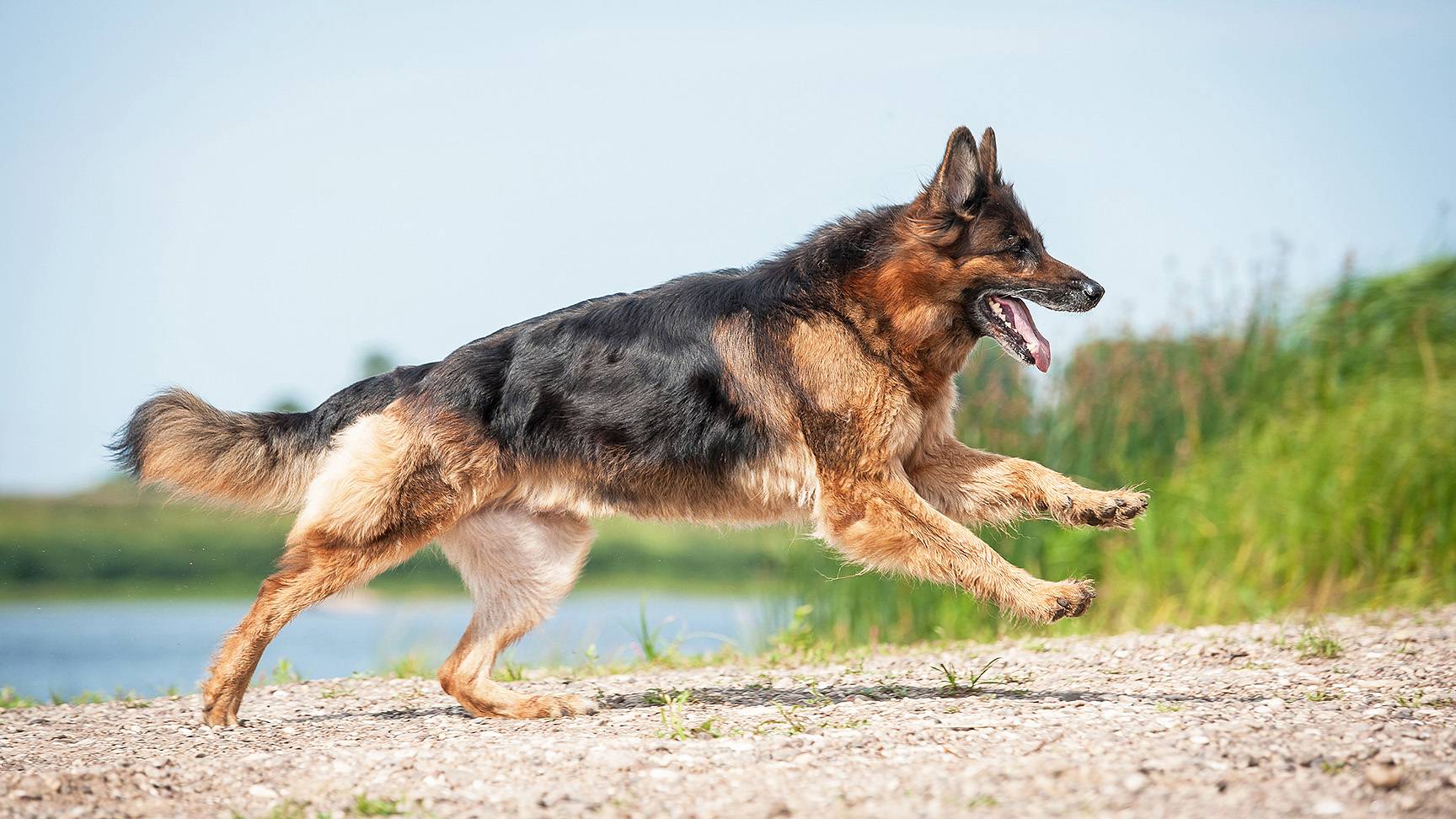 Springender Schäferhund