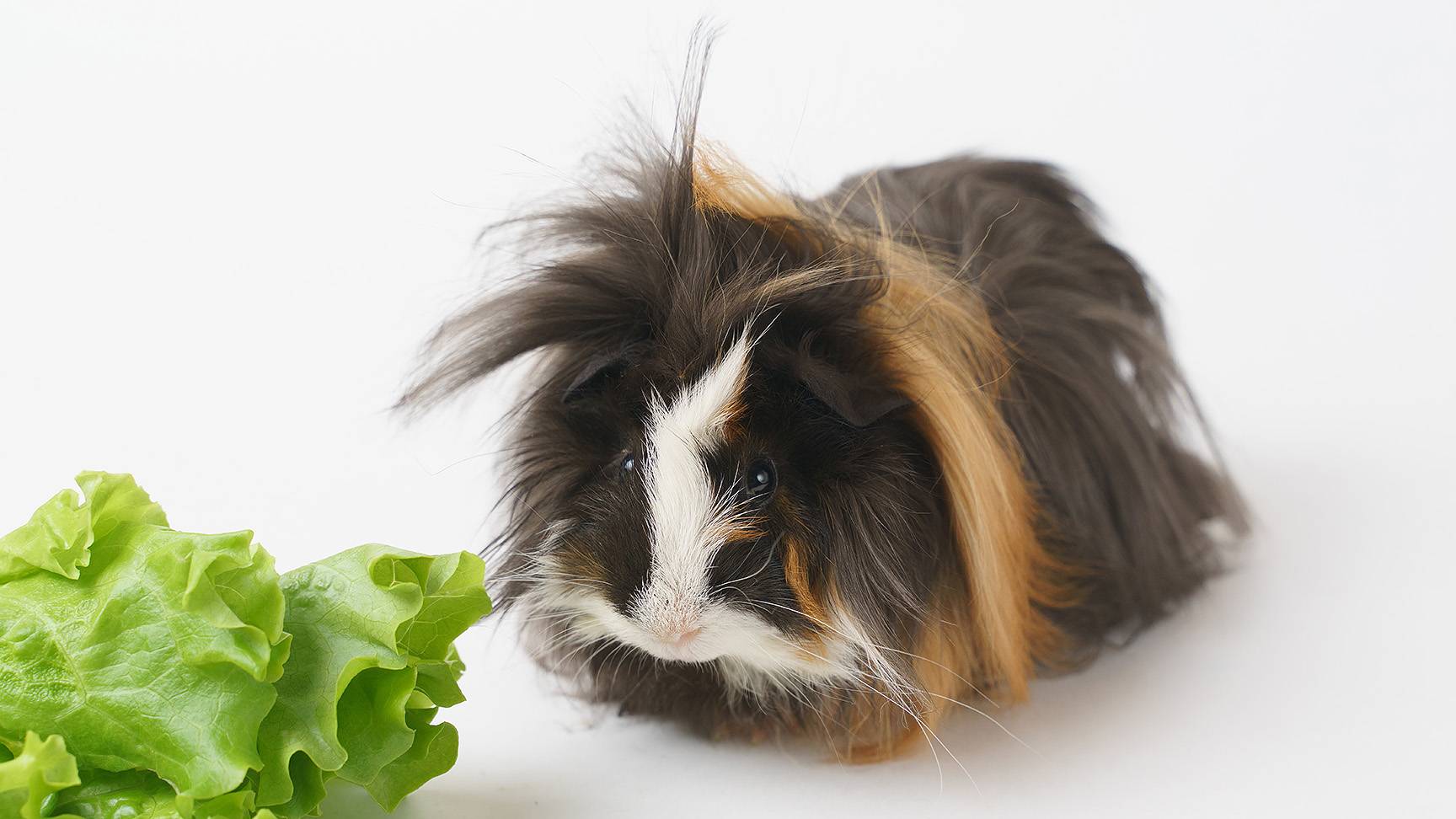 Meerschweinchen mit Salat