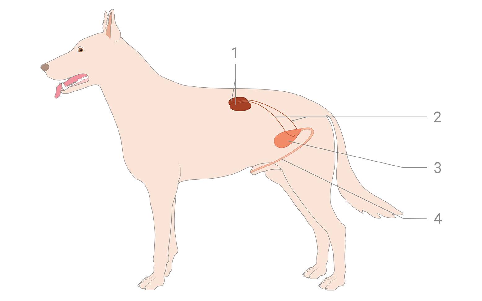 Diagram of the urinary system in dogs