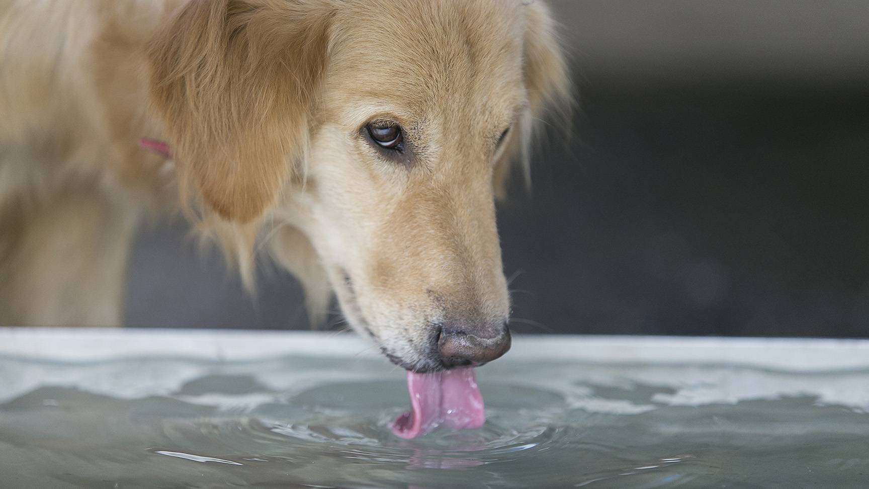 Dog drinks water