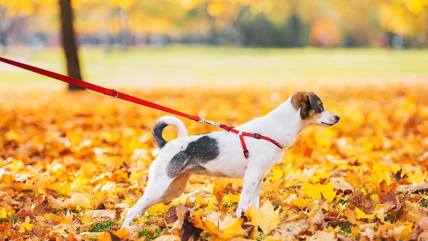 Hund an der Leine