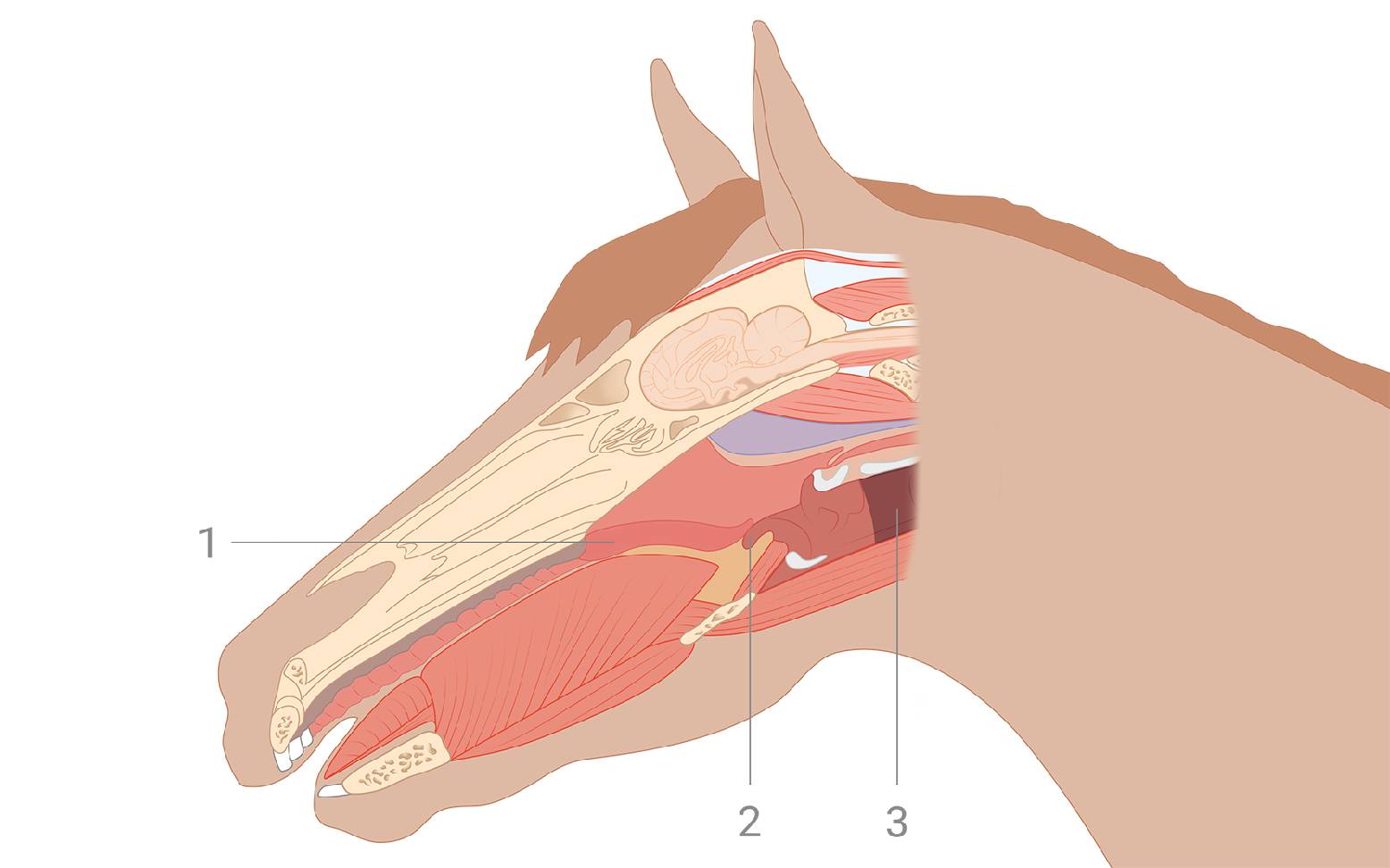 Schematic diagram of a horse's head in sagittal section