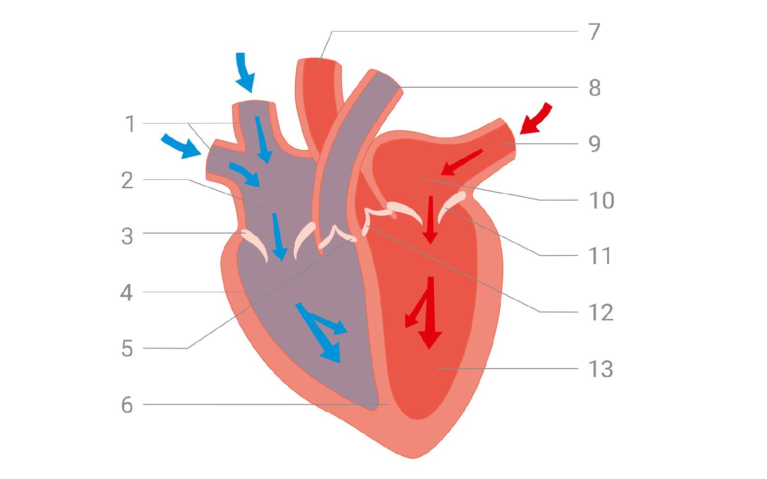 Diastole diagram of the heart of a horse