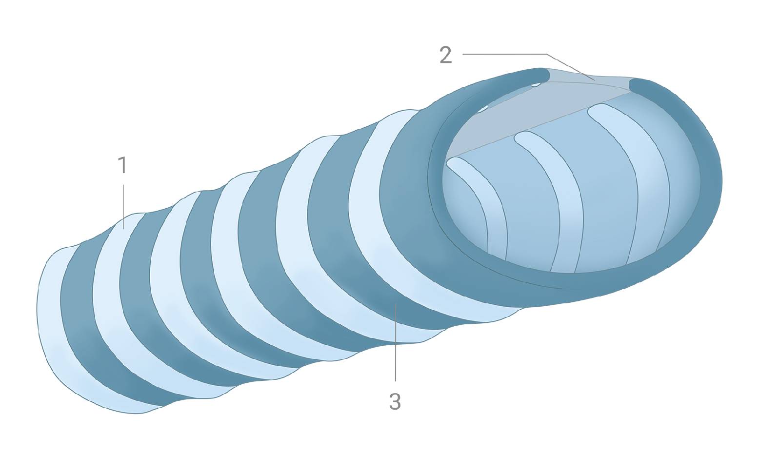 Schema gesunde Trachea Hund