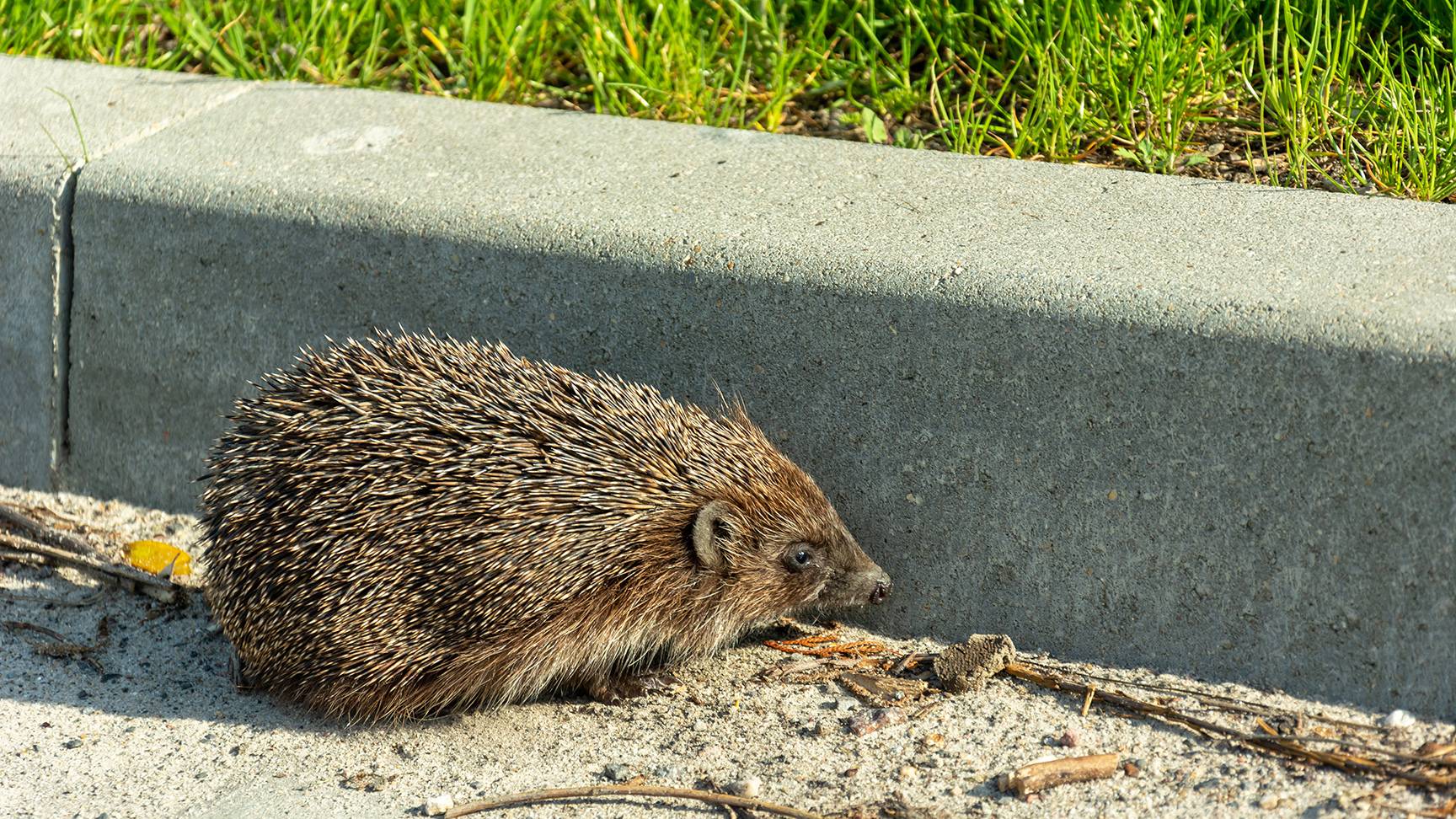 Igel an Straßenrand