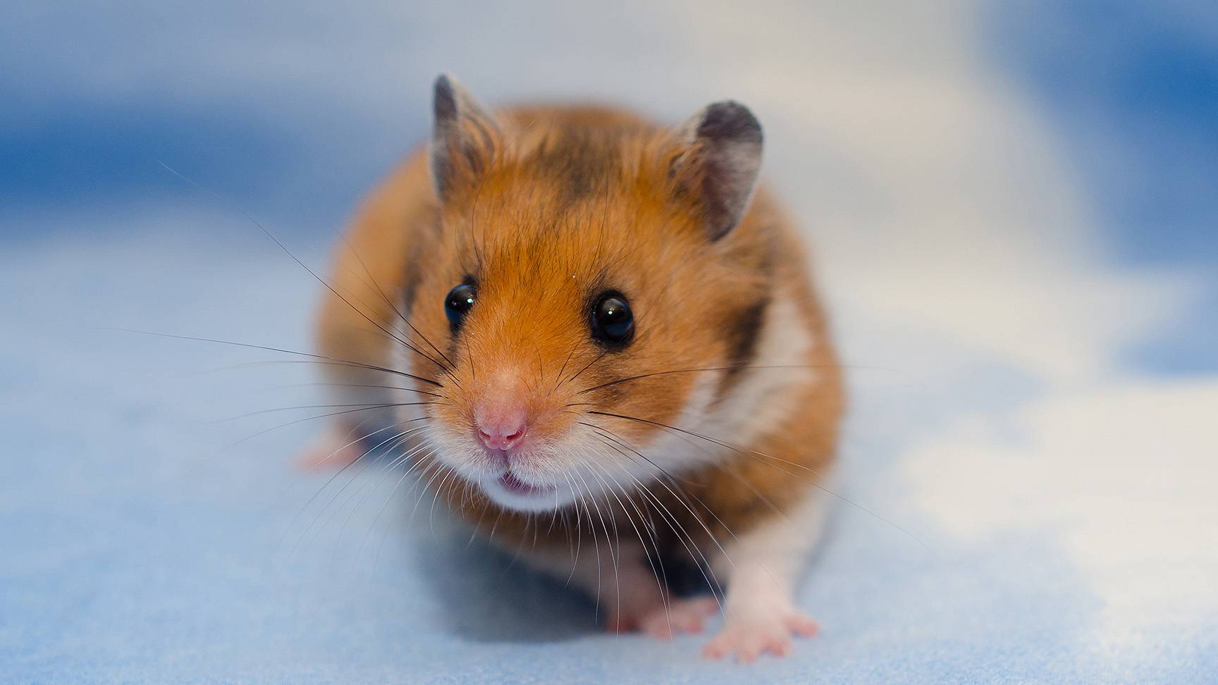 Hamster