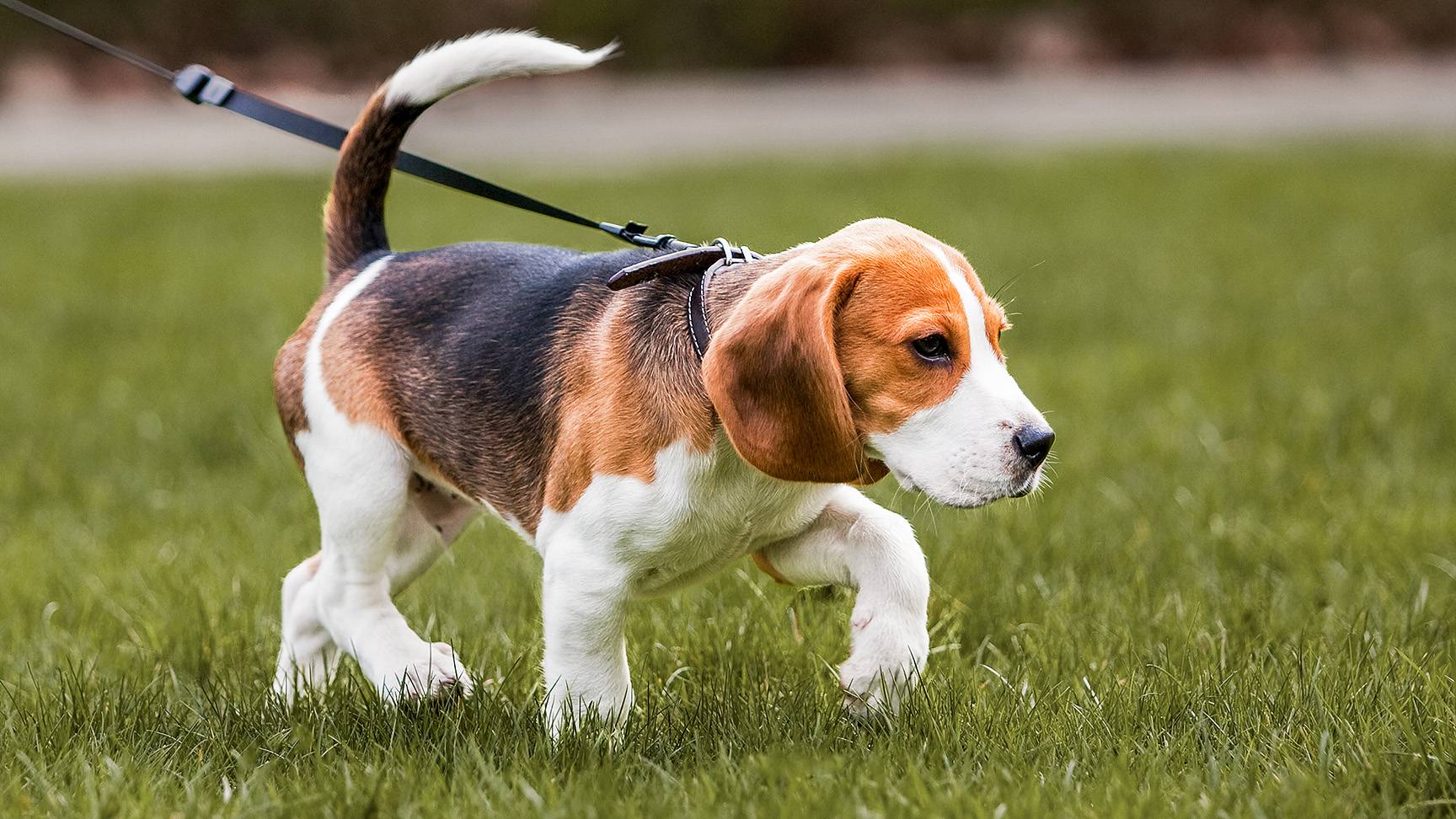 Dog on a leash