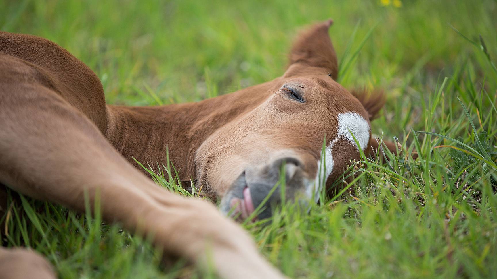 Lying foal