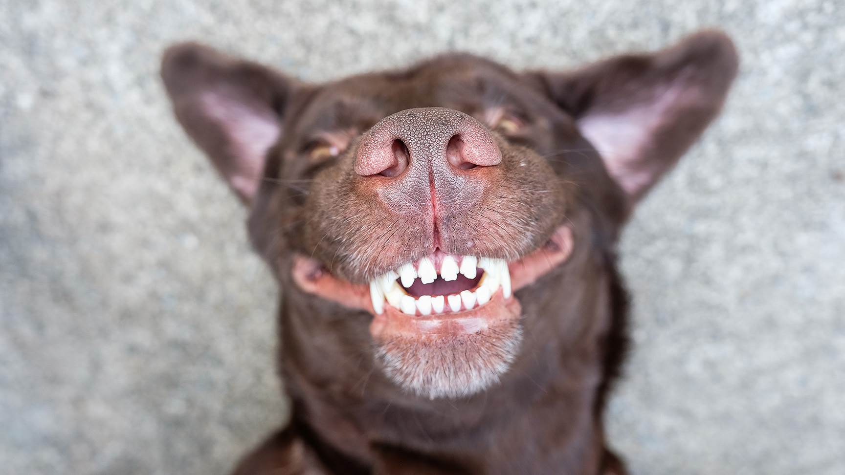 Zähne eines Hundes