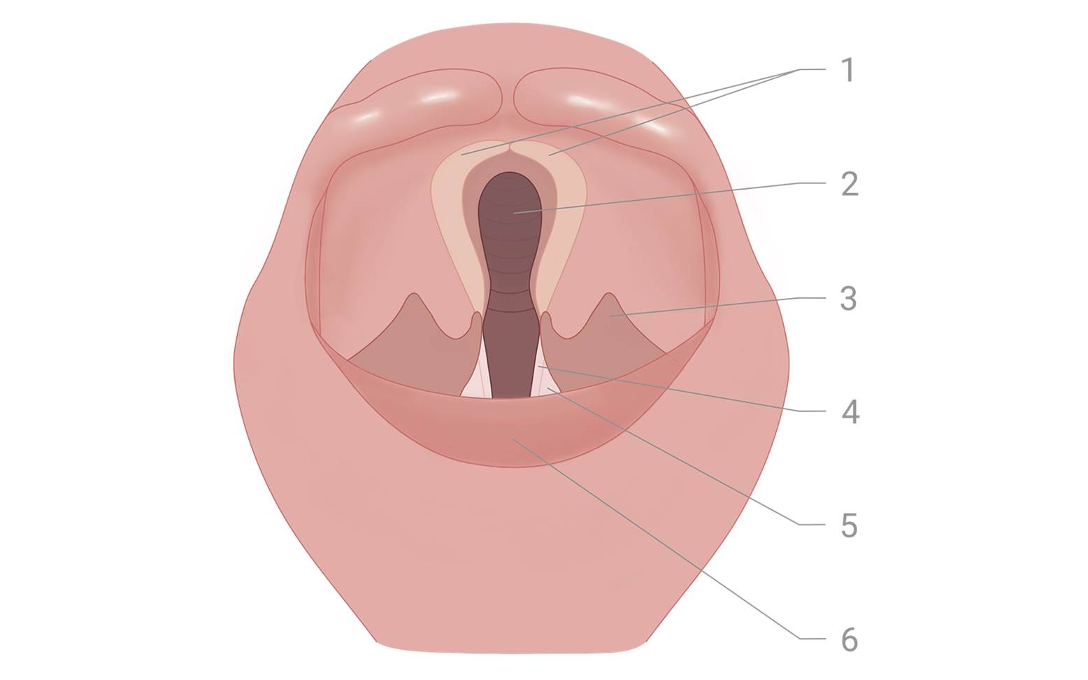 Diagram of the larynx in horses