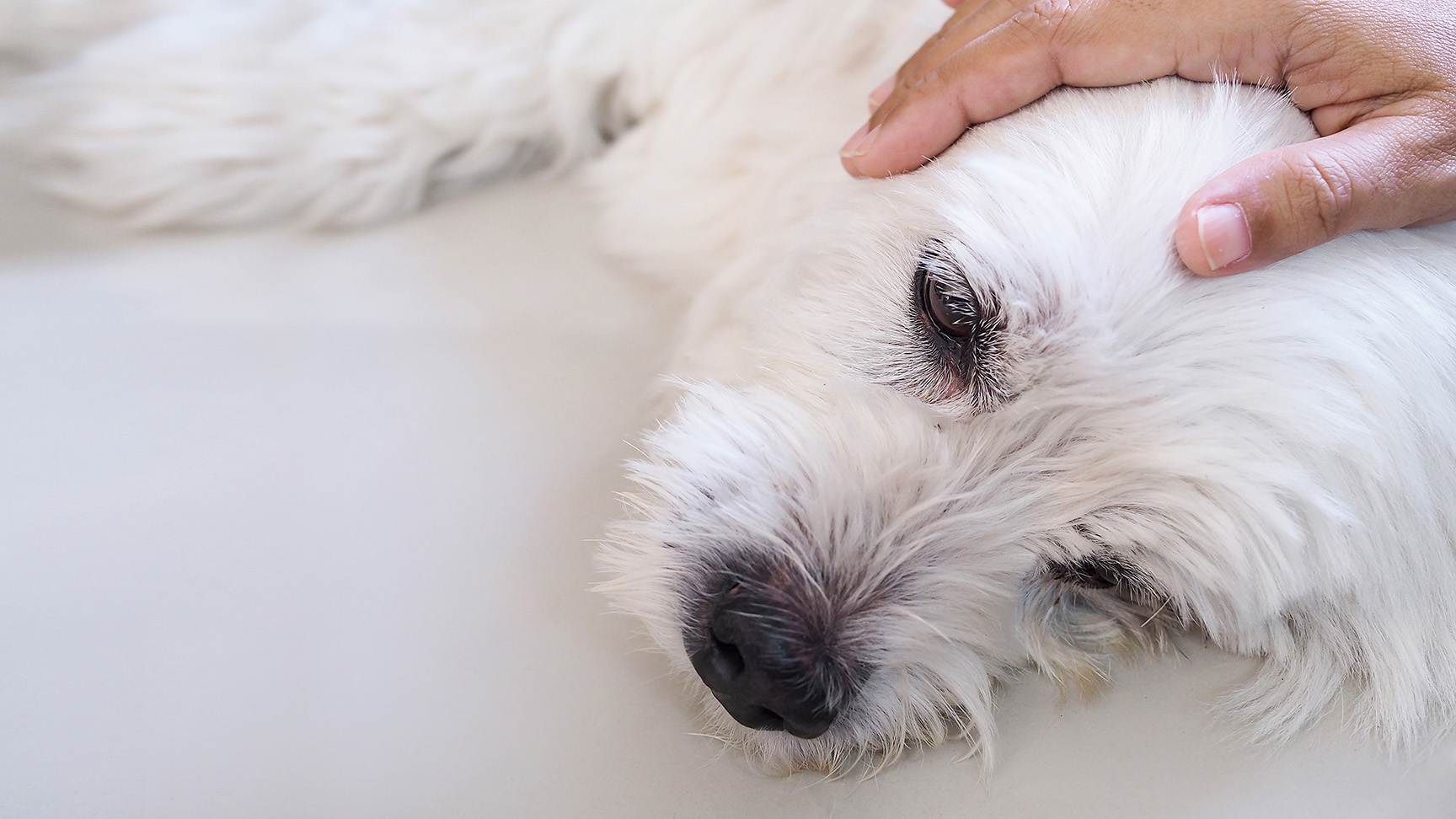 Hund liegt und wird gestreichelt