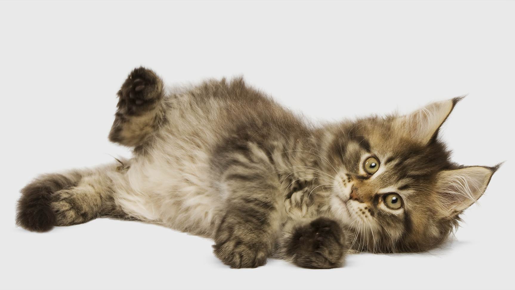 Main Coon