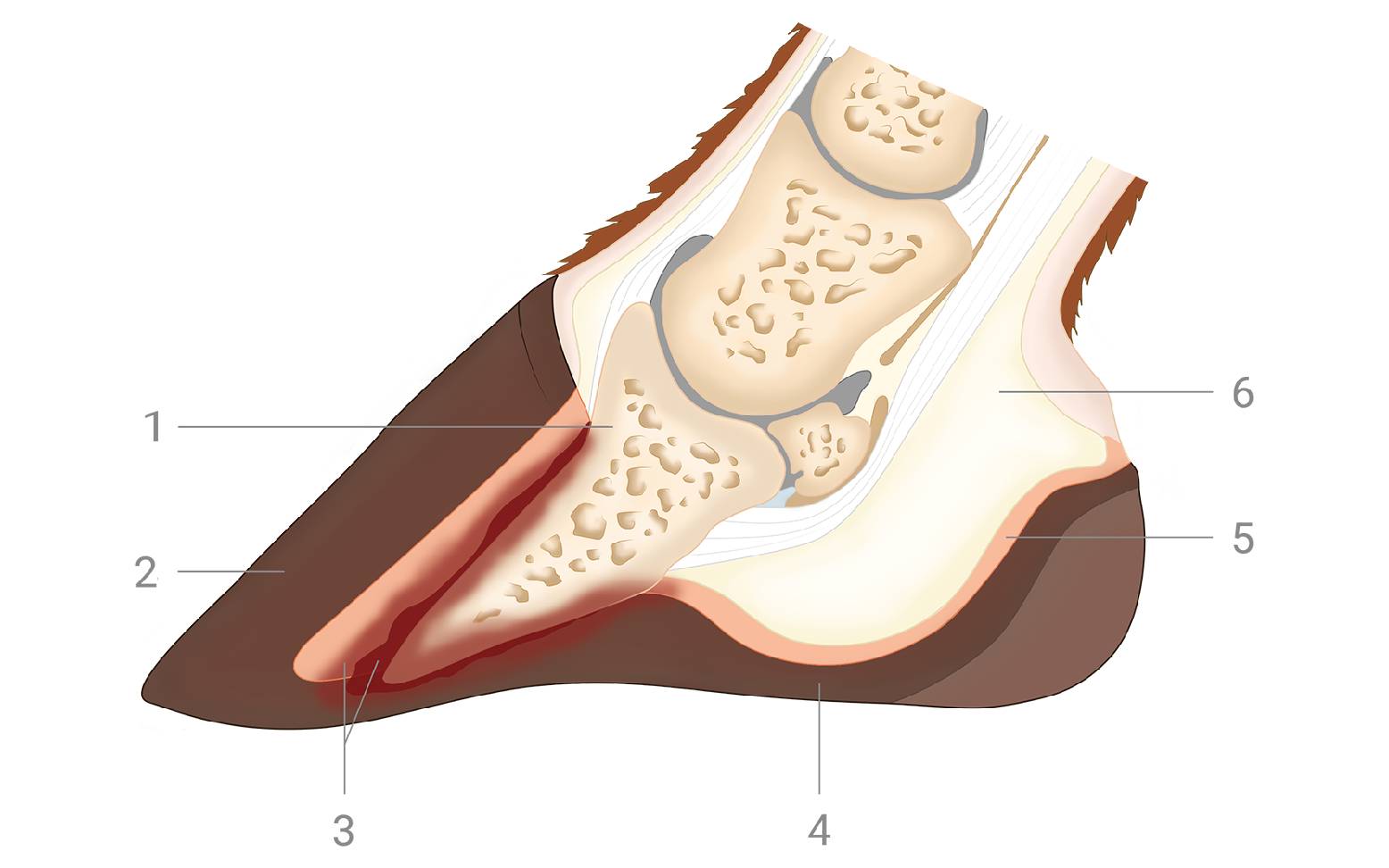 Schema Hufrehe Pferd