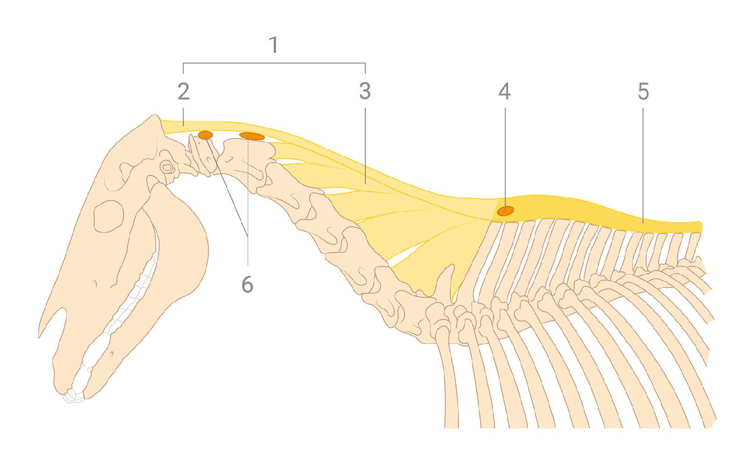 Schematic diagram of neck strap for horses