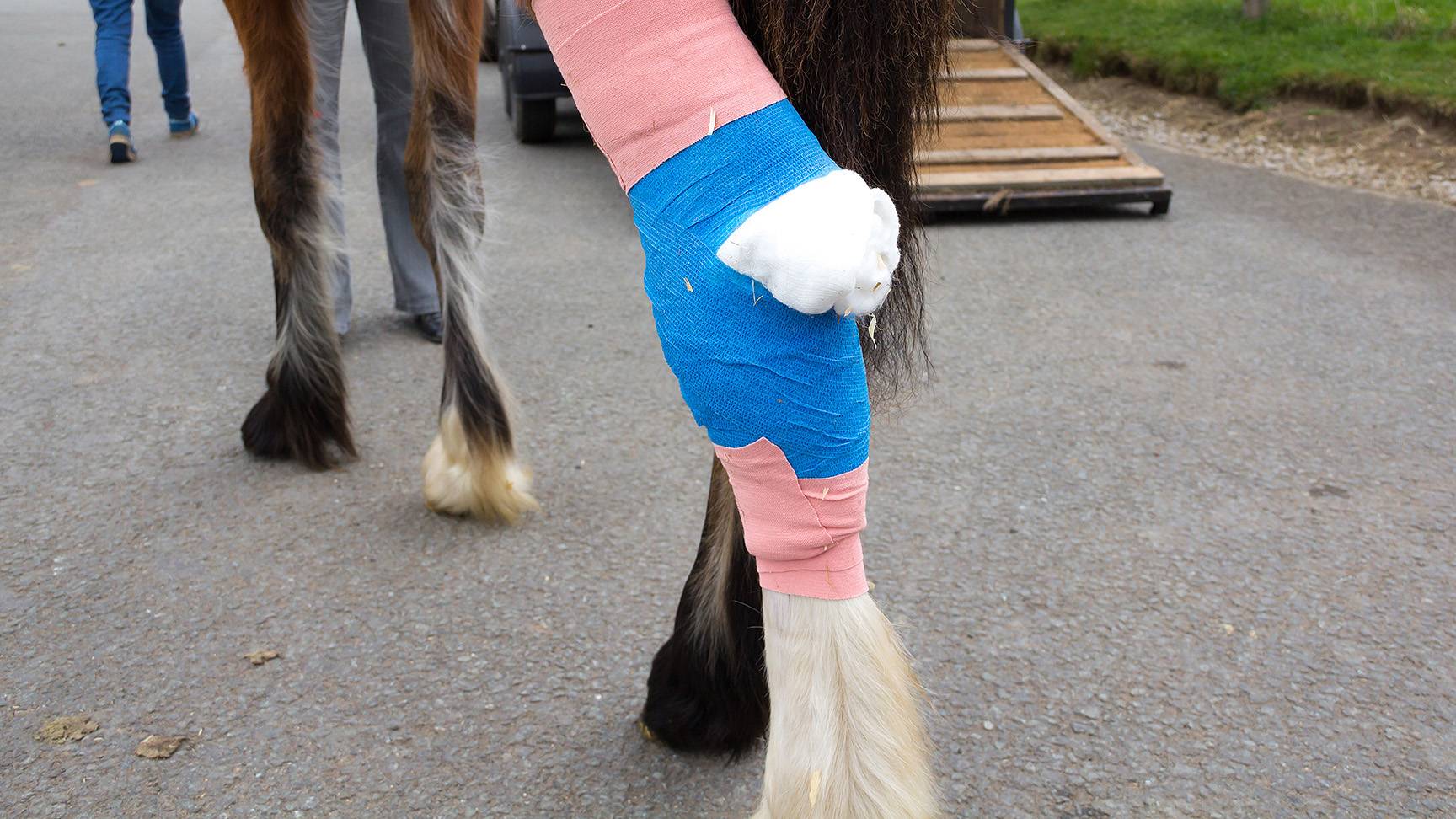 Horse's leg with a bandage