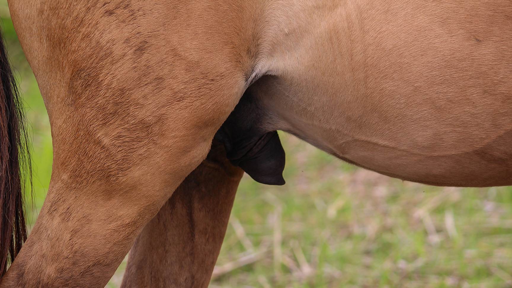 Penis eines Pferdes