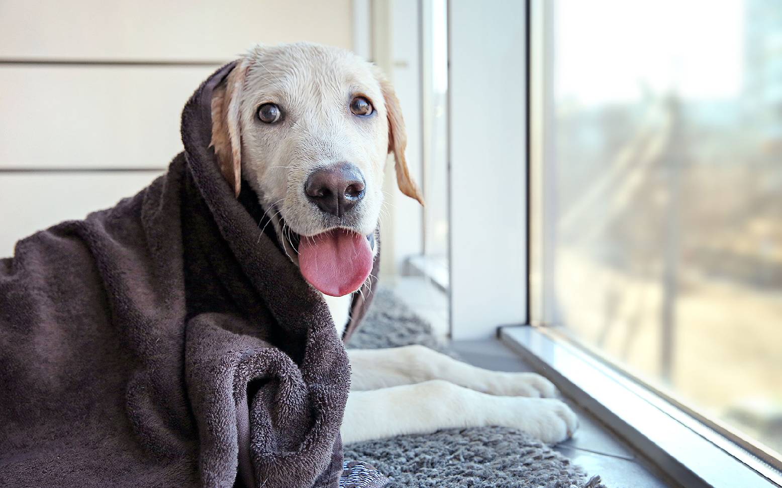 Dog with towel