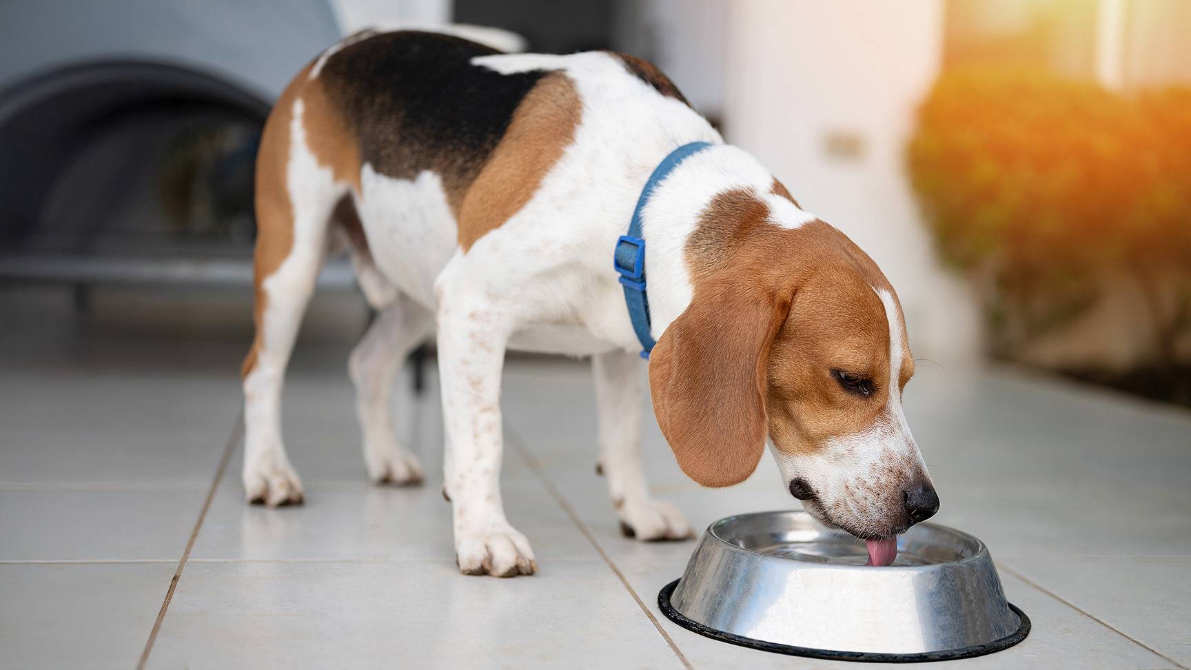 Beagle trinkt aus Wassernapf