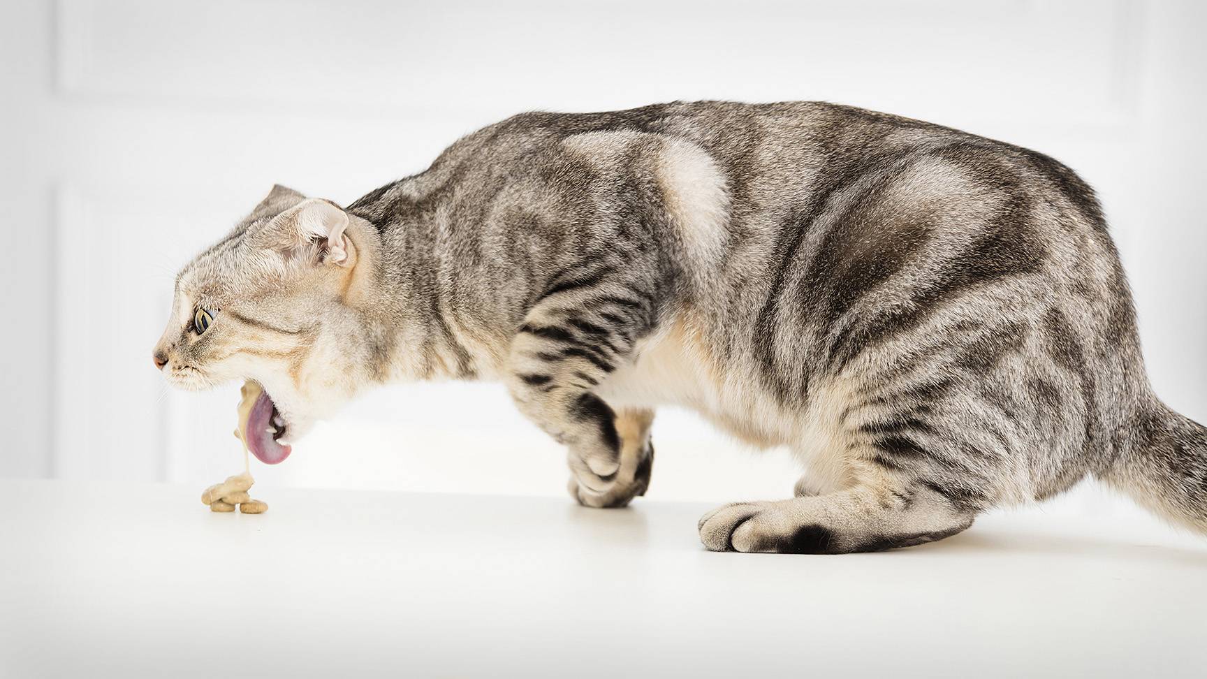Cat with vomiting