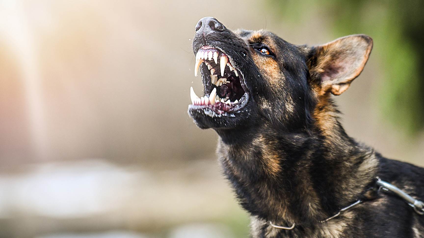 Wütender Hund