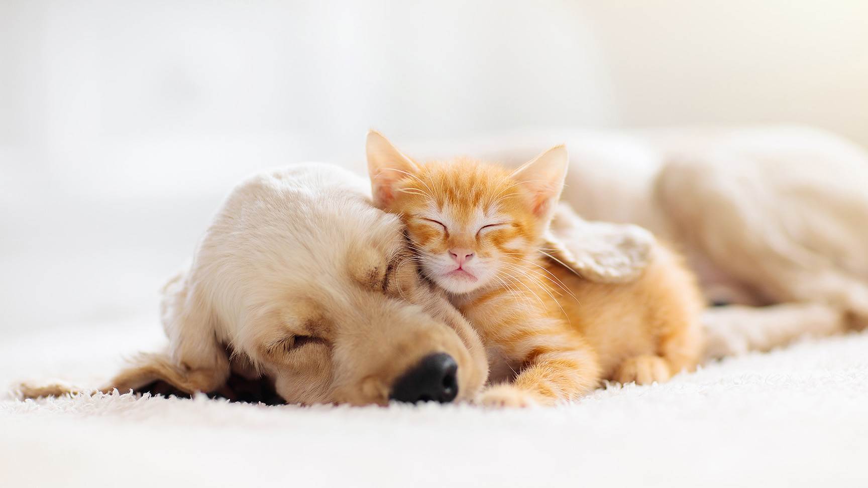 Hund mit Katze
