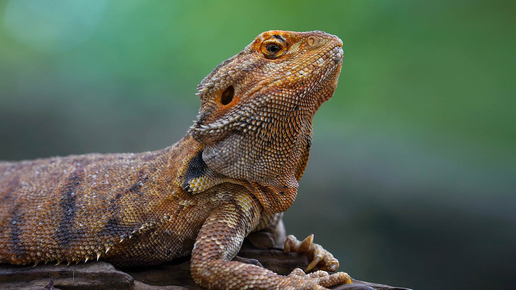 Bartagame