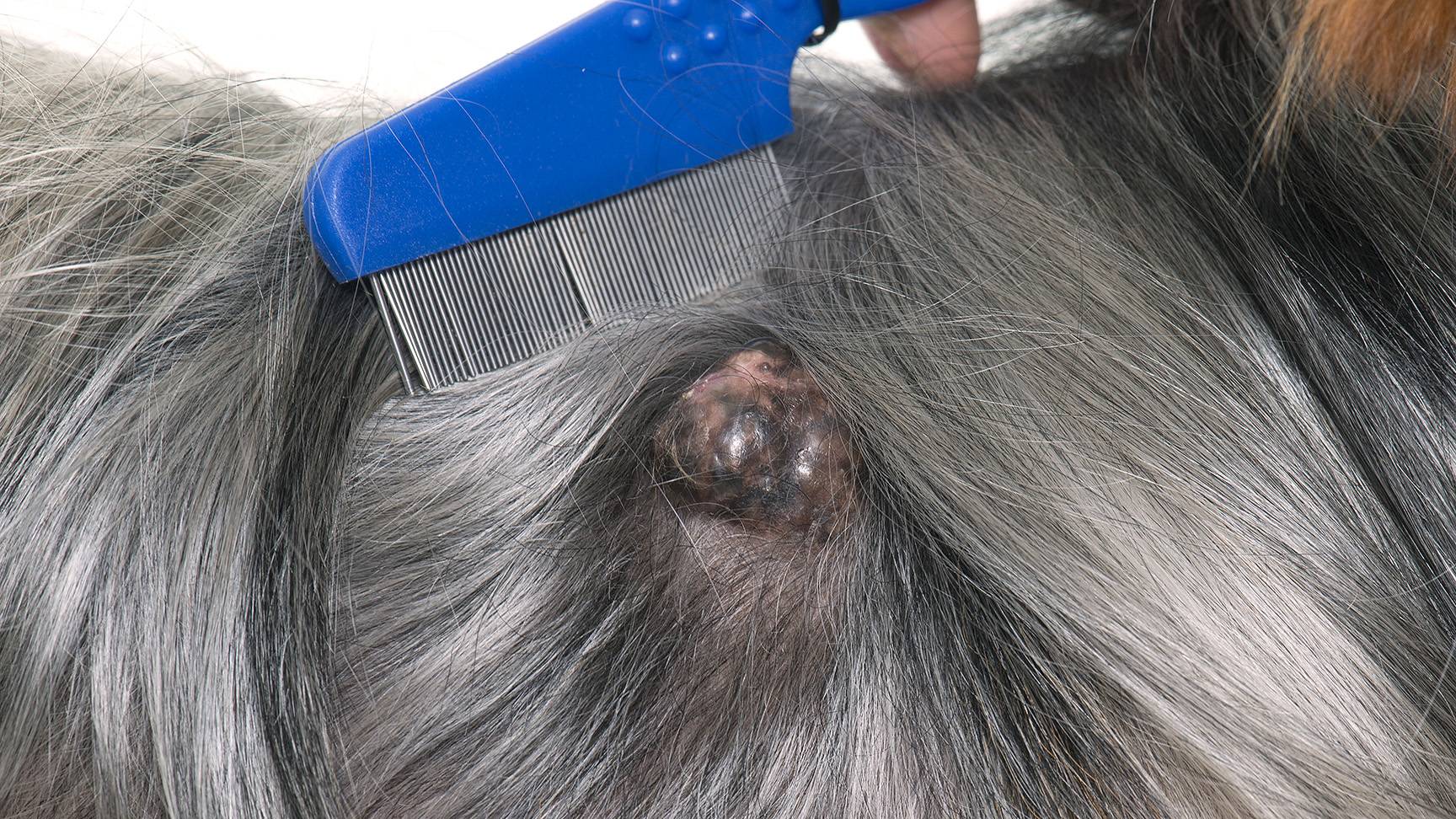 Tier mit Hauttumor
