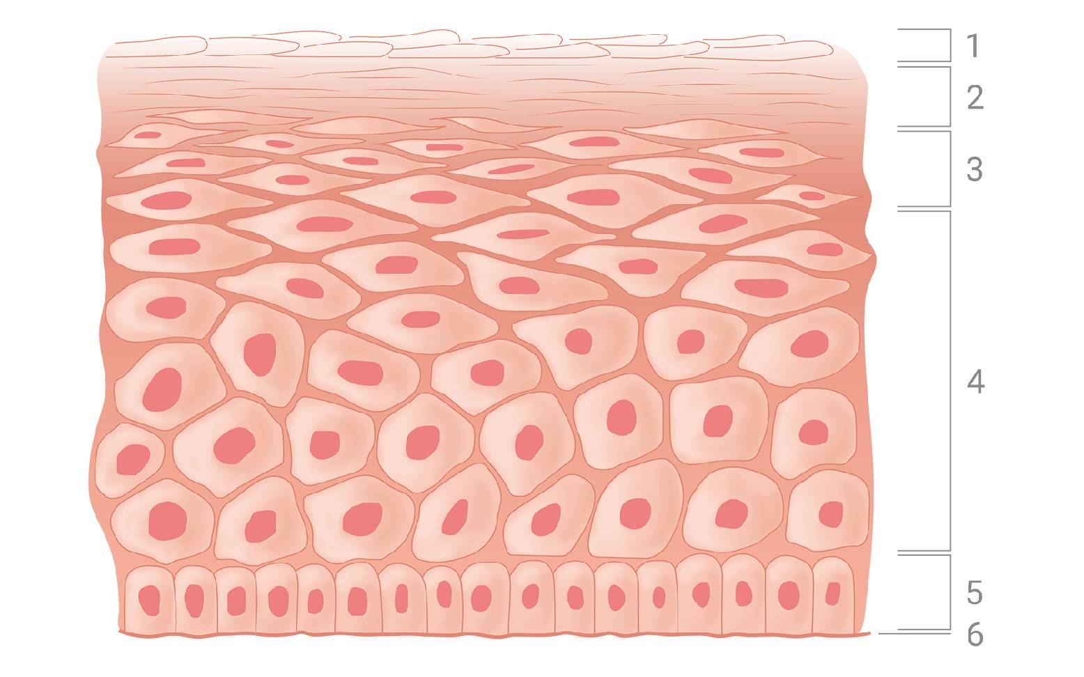 Schematic diagram of keratinized squamous epithelium