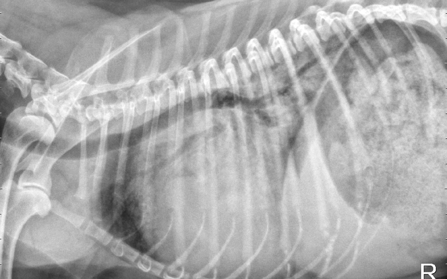 X-ray image of a dog's chest