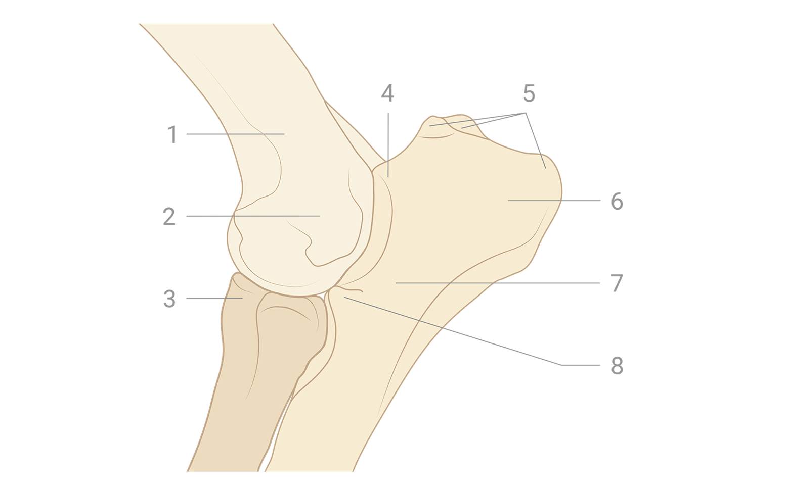 Elbow dog diagram