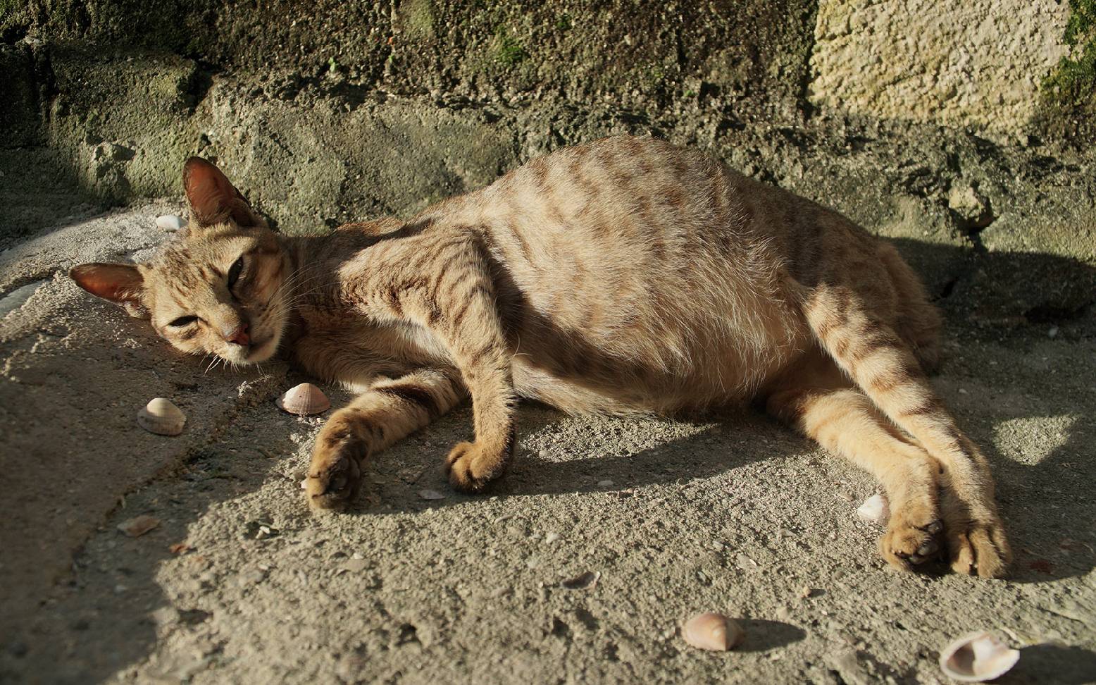 Katze mit dickem Bauch
