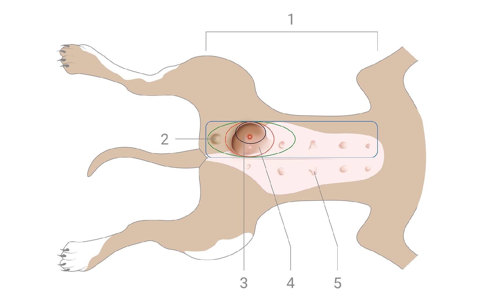 Schema Mammatumoren Hund