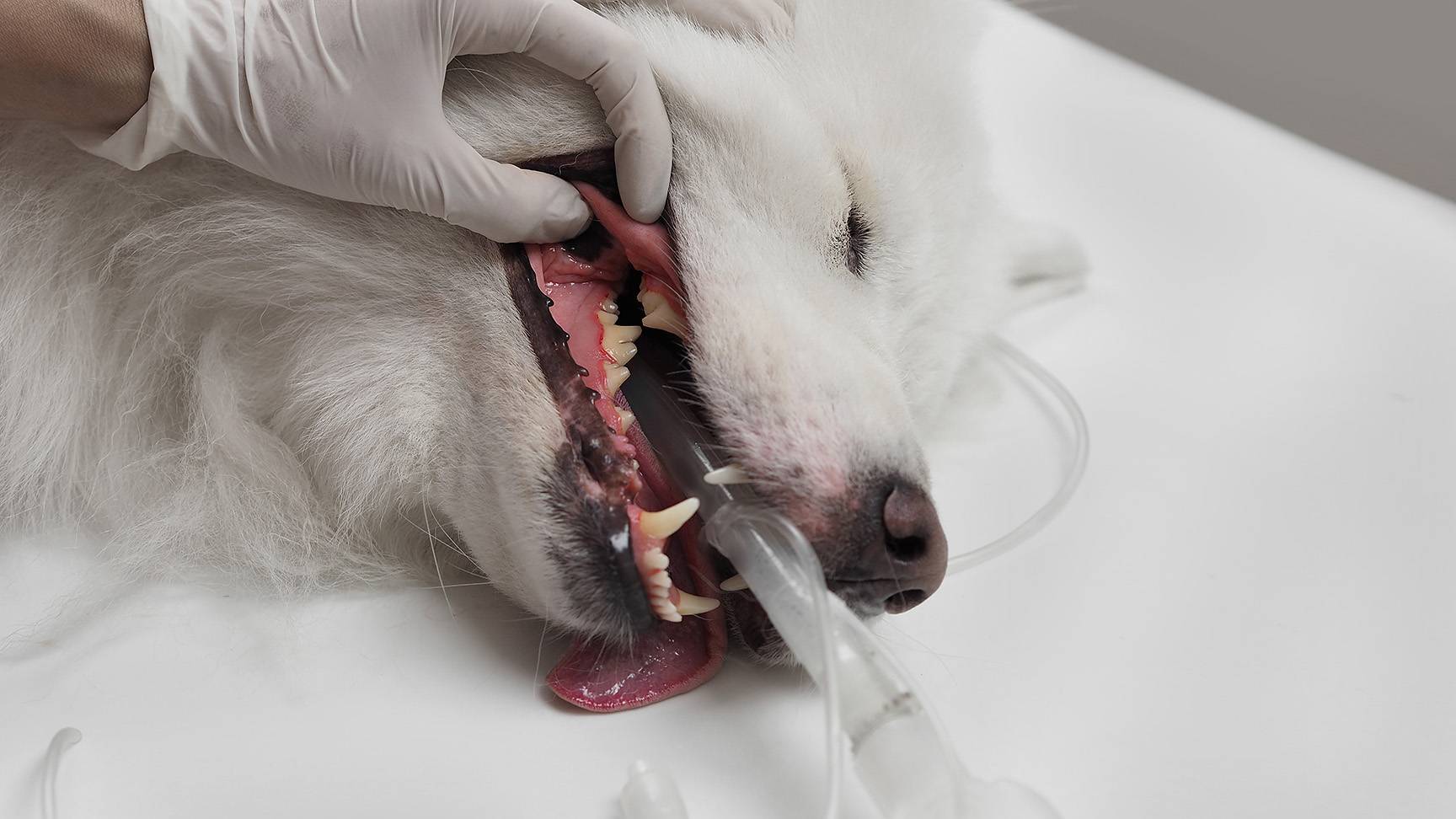 Anesthetized dog