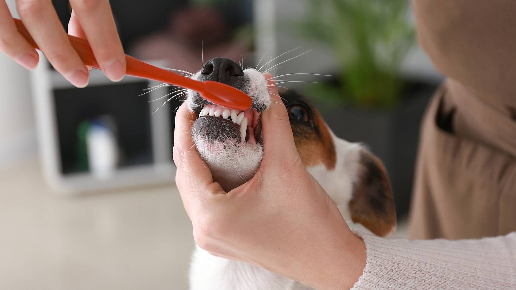 Zähneputzen Hund