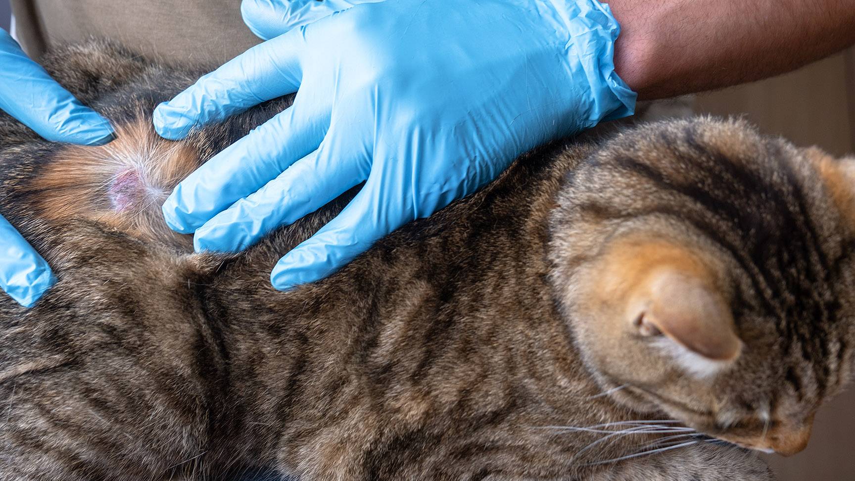 Dermatological examination of a cat